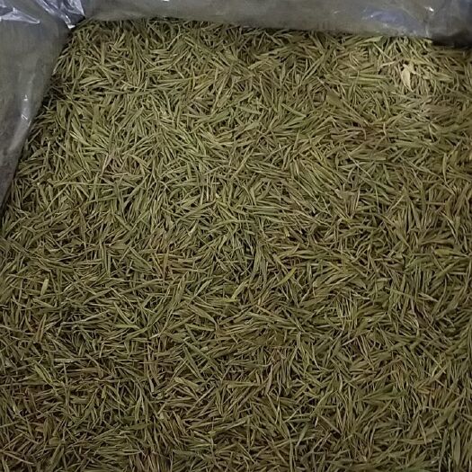 嘉善县黄金芽 1-2年