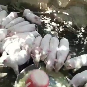 土猪  土白猪