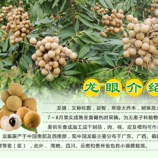 灵山县石峡龙眼苗  龙眼苗正品嫁接苗结果快产量高，广西发货，可基地