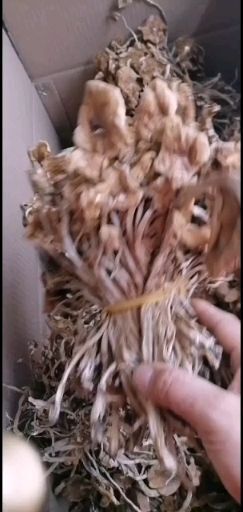 古田县福建古田特产开伞茶树菇皮筋捆绑