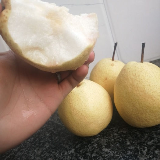 祁县 祁县酥梨新鲜梨子皮薄肉细脆甜多汁坏果包赔一件代发