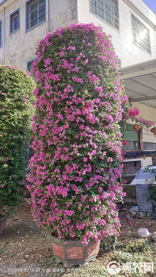 紫花三角梅  紫色花三角梅柱，紫色花造型三角梅桩景，紫色三角梅盆景高度3米