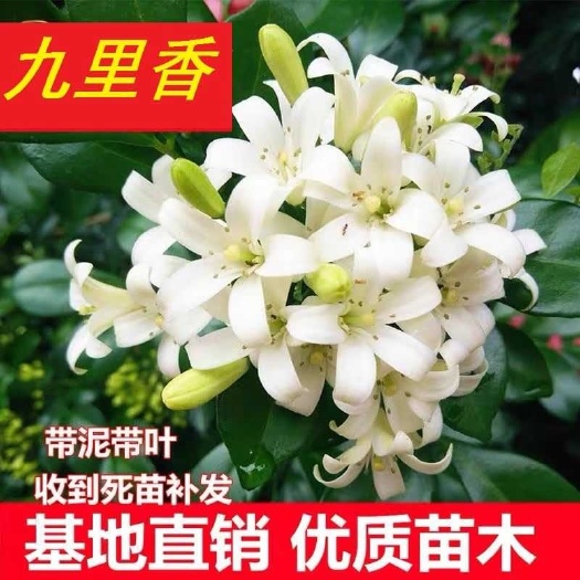  九里香盆栽驱蚊植物室内浓香花卉盆景老桩四季未带花苞绿植好养活