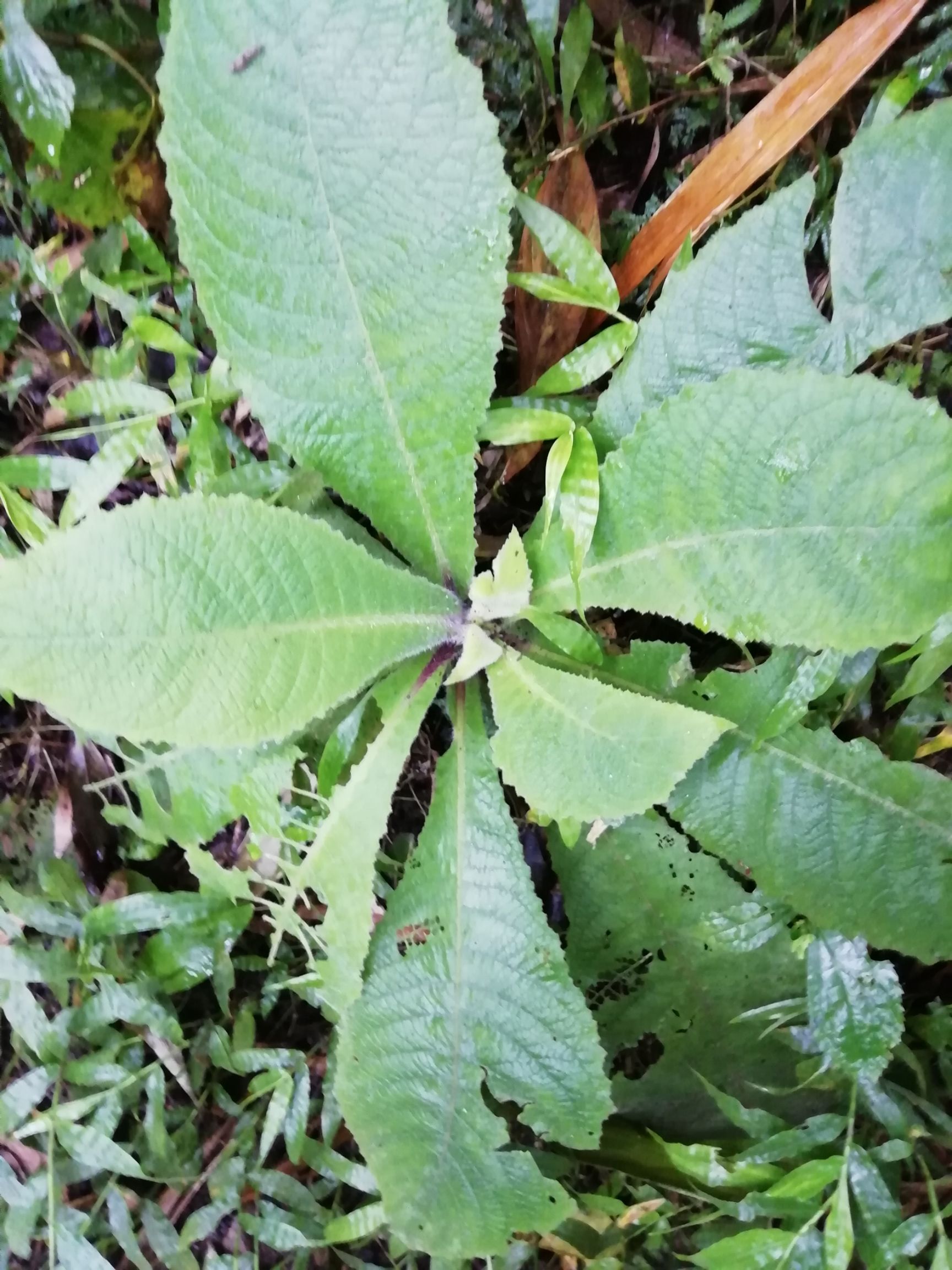 元阳县艾纳香苗