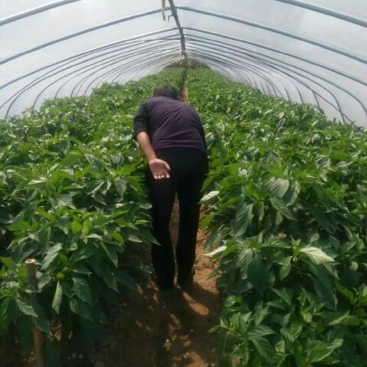 夏邑县301辣椒 301洛椒大量上市