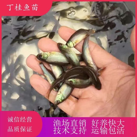 广州 丁桂鱼苗