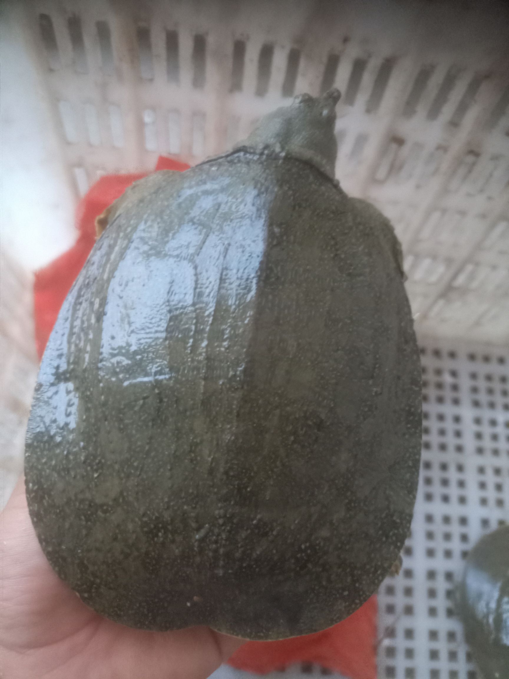 甲鱼，有需要的密