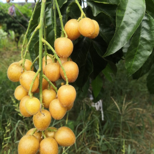 平乐县 搭棚的无核黄皮基地大量上市