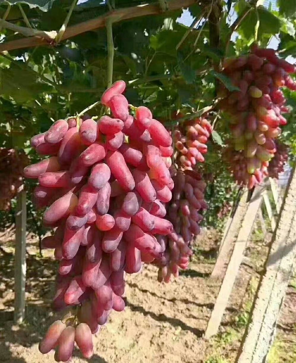 美人指葡萄  美人紫葡萄
