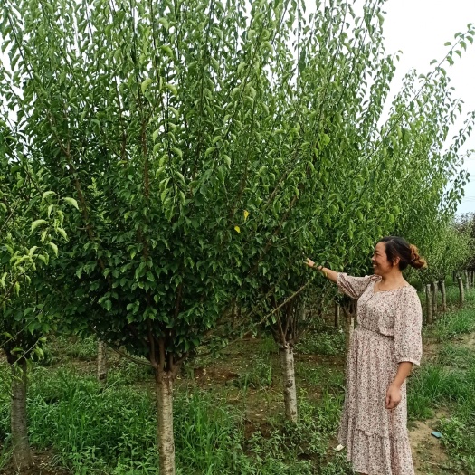 沭阳县 美人梅，红梅。榆叶梅