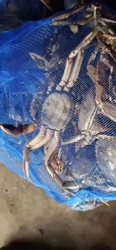 盘山县大闸蟹  各种规格商品蟹。