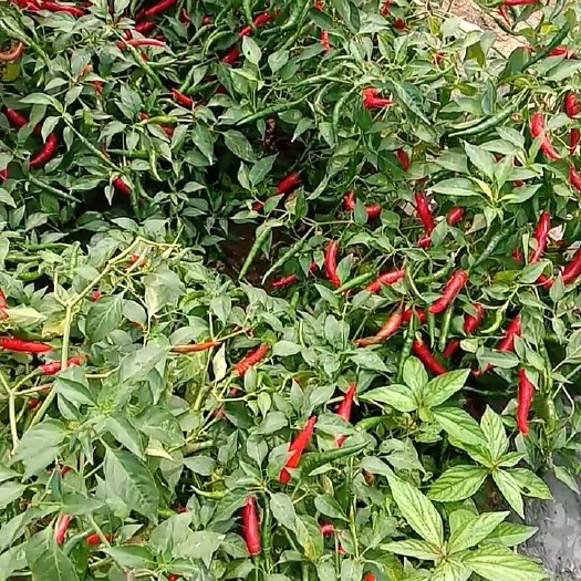 太康县艳红辣椒 特辣