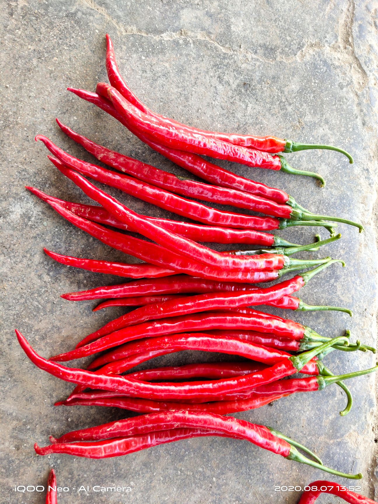 红线椒 陕西省红辣椒重点扶贫工程