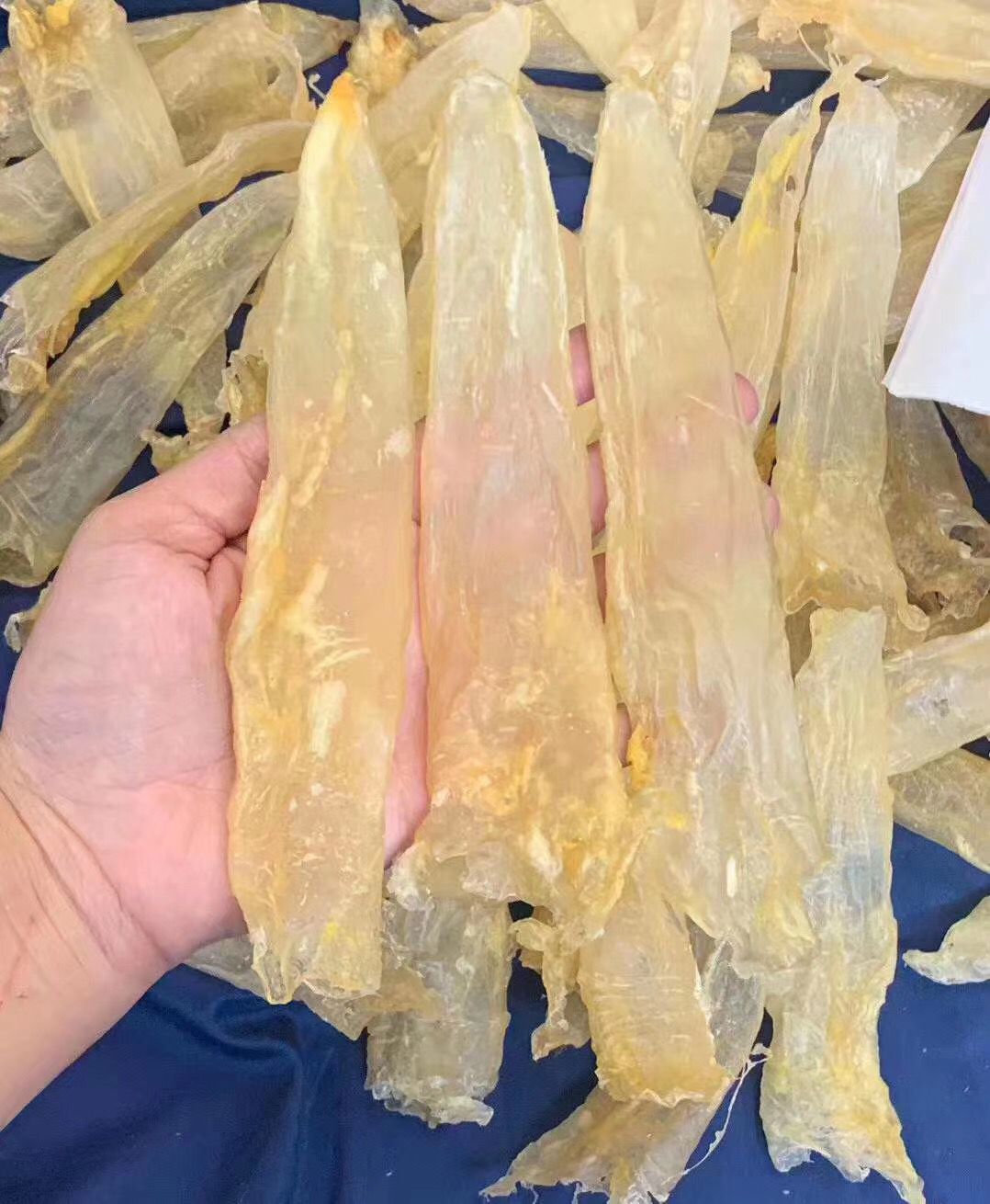 巴沙鱼胶筒胶花胶一手货源批发