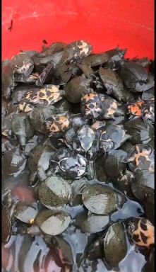  花甲鱼乌甲鱼大量现货