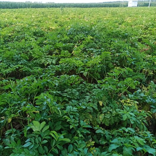 郸城县 230亩白芷大量出售