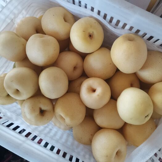 威县 黄冠梨和玉露香黄金梨大量有货