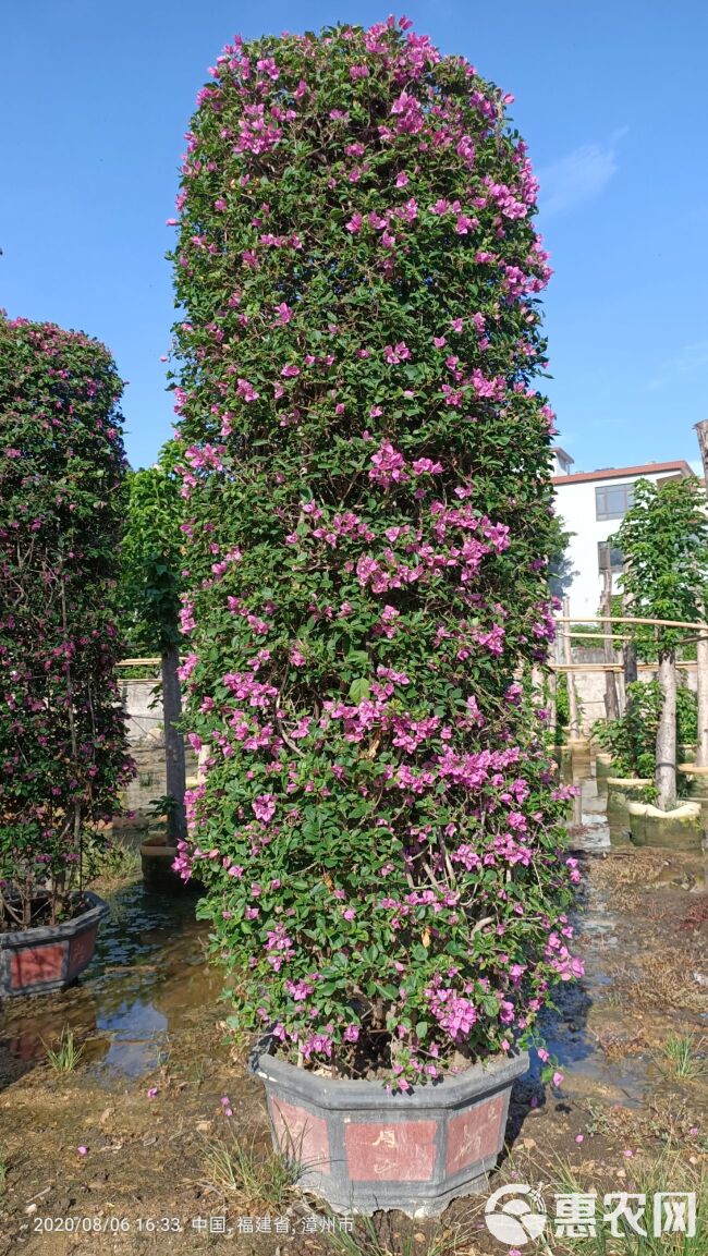 紫花三角梅  紫色花三角梅柱，紫色花造型三角梅桩景，紫色三角梅盆景高度3米