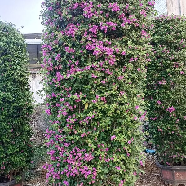 紫花三角梅  紫色花三角梅柱，紫色花造型三角梅桩景，紫色三角梅盆景高度3米