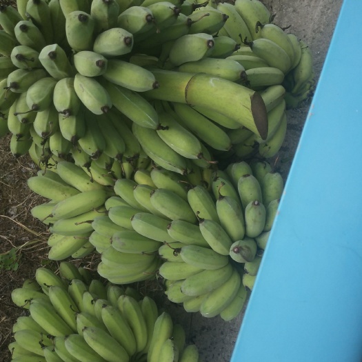 册亨县红糯米 靓货   价格美丽   量大从优