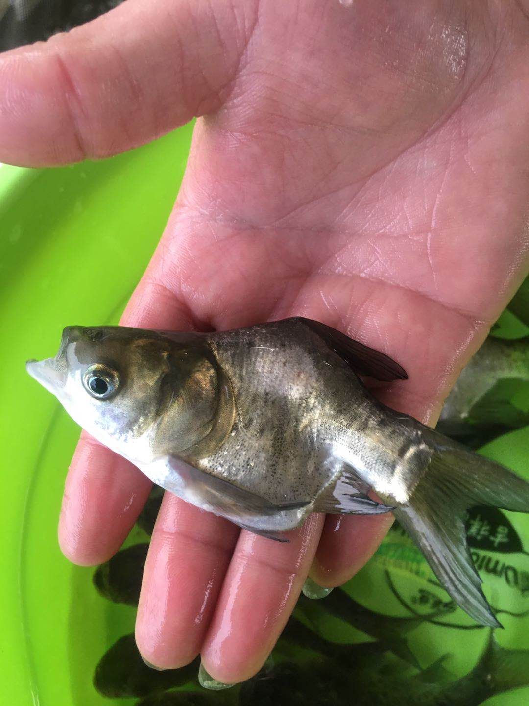  缩骨大头鱼苗，缩骨花鲢