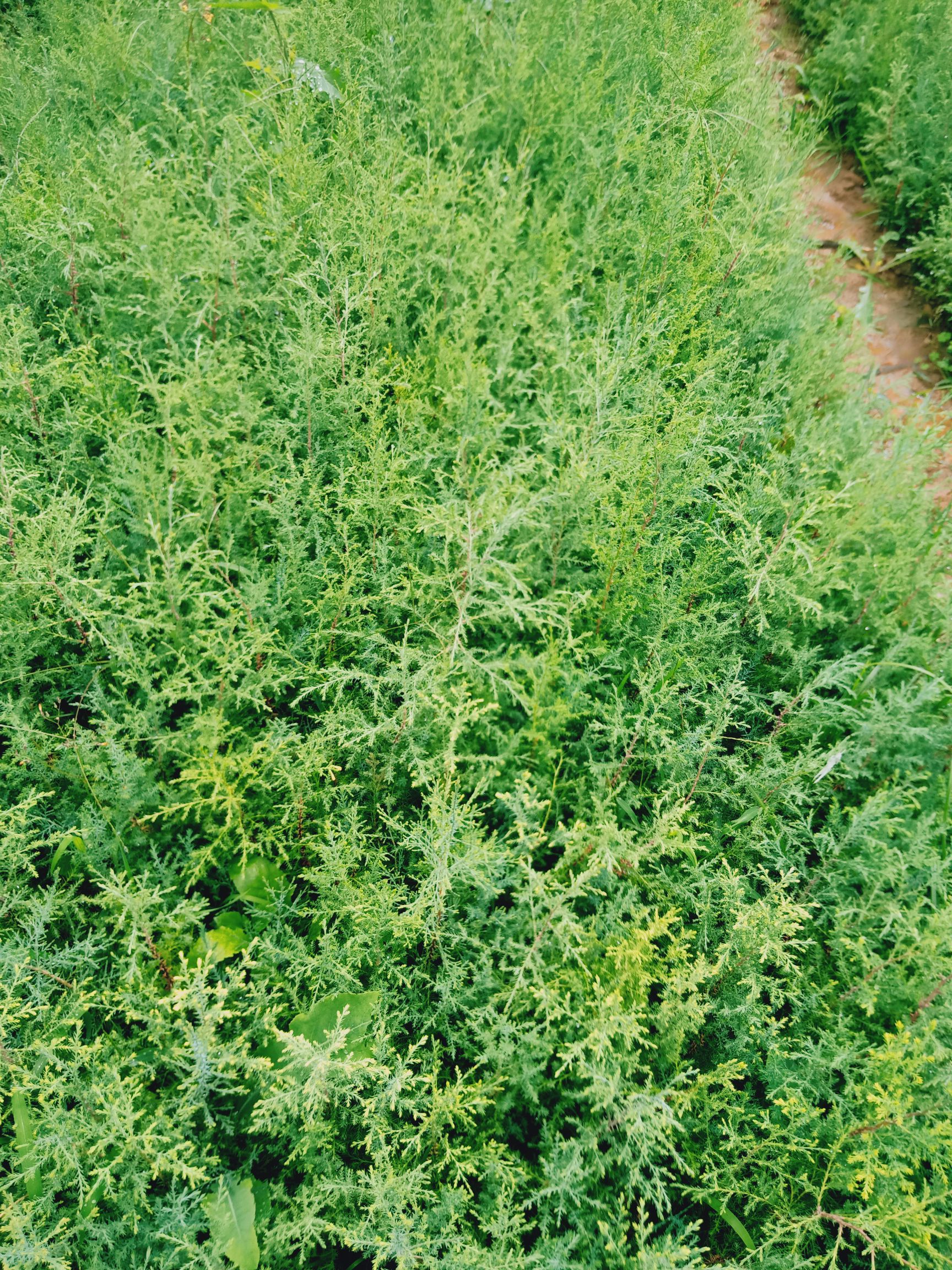 藏柏苗 种植树苗20余年，树苗品质优良，欢迎客户联系，量大从