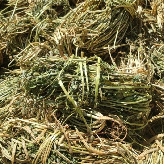 丹凤县苜宿草 香料苜蓿20吨现货出售
