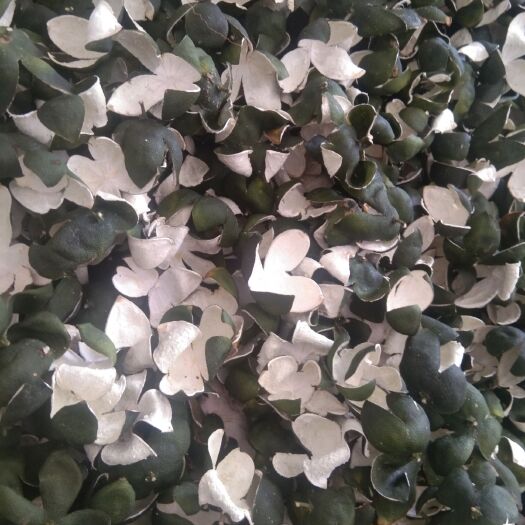 枝江市新干陈皮 四花青皮