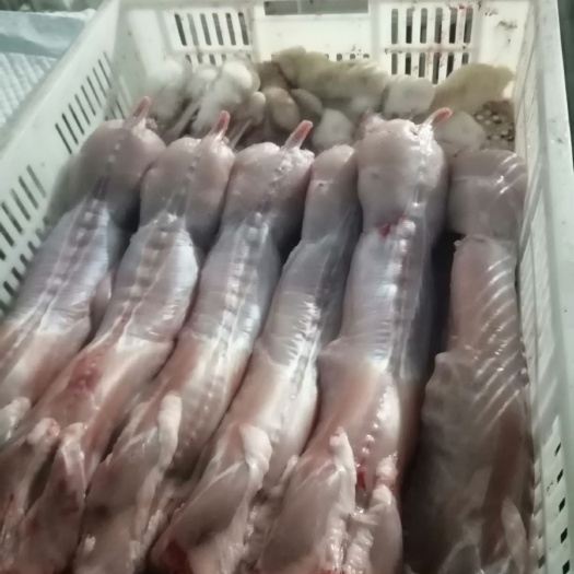 伊川县肉兔 纯干鲜货，冷藏配货