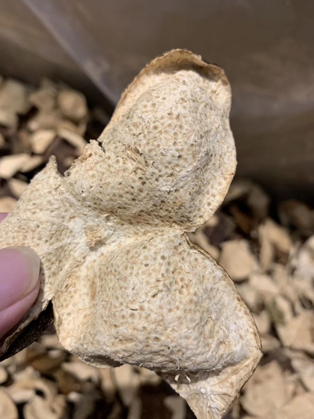  正宗新会陈皮天马东甲梅江茶坑十年内各年份陈皮