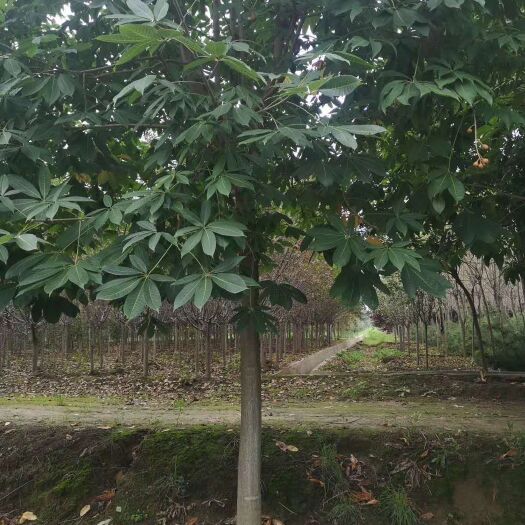 周至县出售七叶树12公分15公分陕西西安陕西西安低价出售七叶树