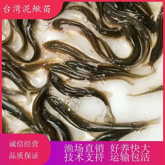 广州 泥鳅苗 一号泥鳅苗 鱼苗