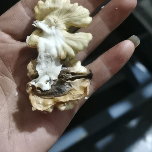 会东县 高山老树新鲜核桃自然成熟掉落
