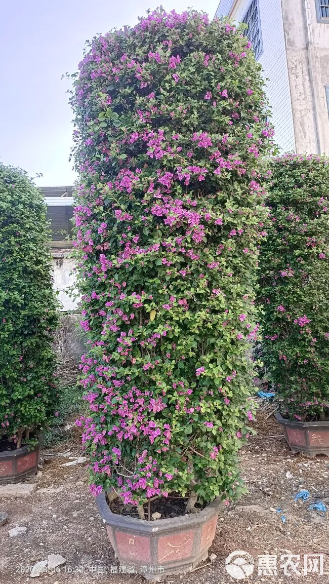 紫花三角梅  紫色花三角梅柱，紫色花造型三角梅桩景，紫色三角梅盆景高度3米