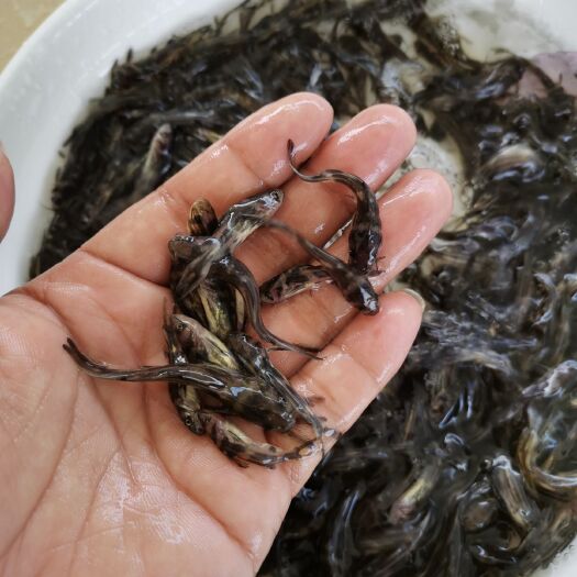广州 黄颡鱼苗，黄骨鱼苗，黄辣丁