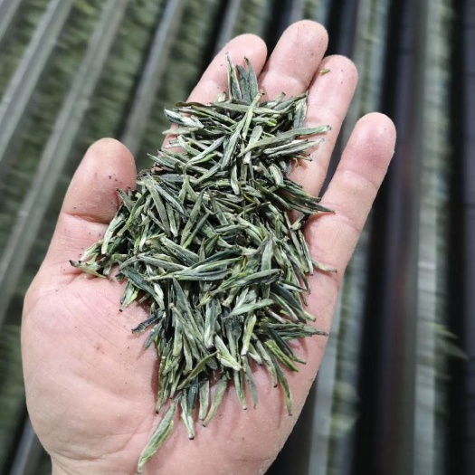 灵山县 高山绿茶