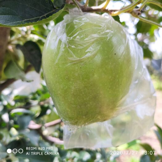 临猗县新鲜苹果中秋王青苹果脆甜多汁