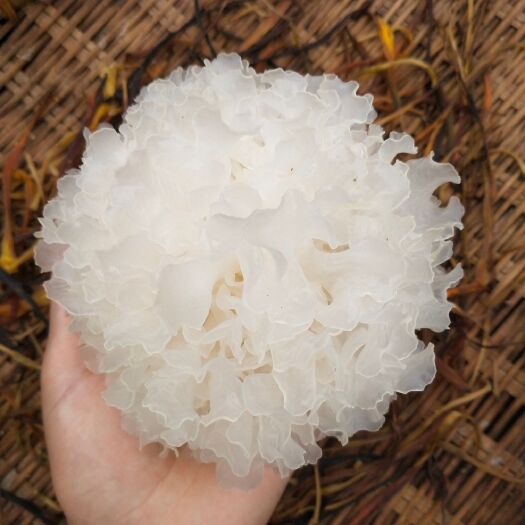 通江县【送礼优选】巴中通江椴木银耳【一级雪耳】无硫熏农药 新年送礼