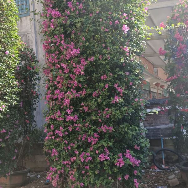 紫花三角梅  紫色花三角梅柱，紫色花造型三角梅桩景，紫色三角梅盆景高度3米