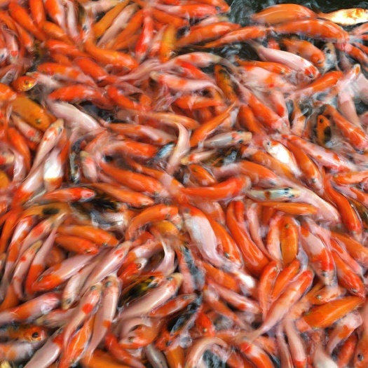 广州 日本锦鲤鱼苗，红白三色