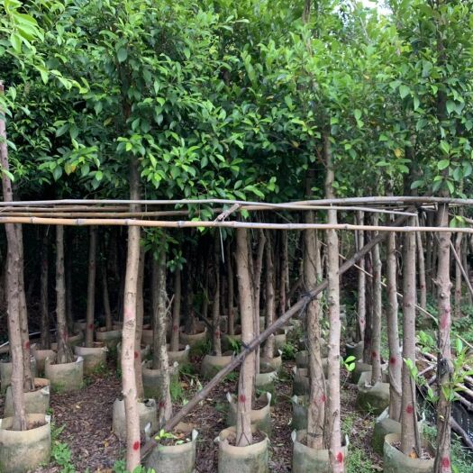 揭阳小叶榕5--80公分，需要联系