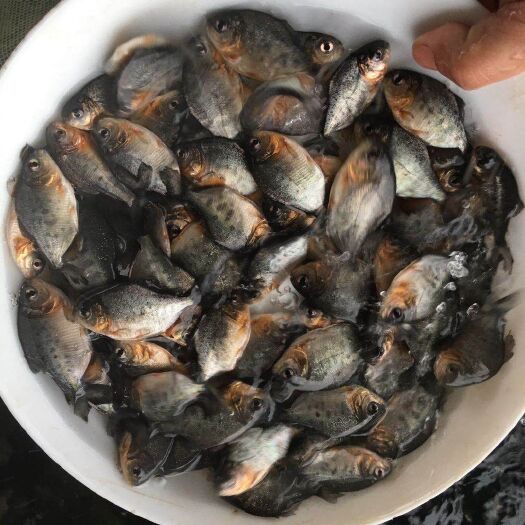 广州 鲳鱼苗，优质鲳鱼苗