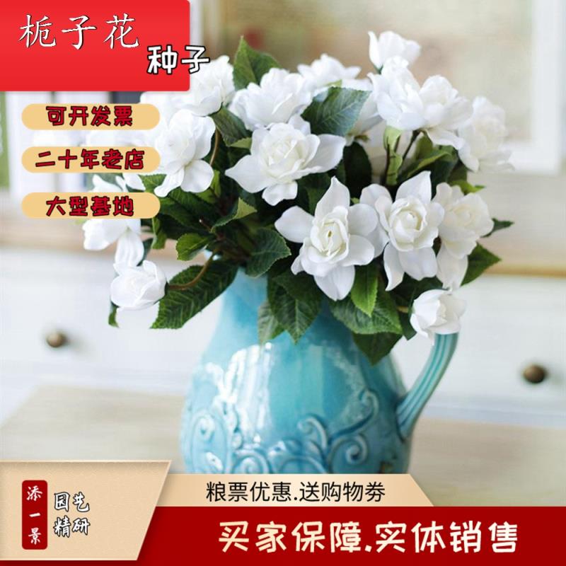 沭阳县新采栀子花种子 白花 栀子种子 四季常青 观赏花卉基地直供