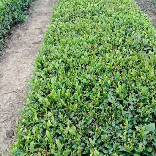 日照 日照绿茶