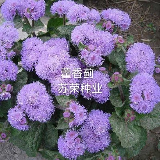 宿迁 霍香蓟种子果园优良绿肥保土保肥保湿防虫放红蜘蛛蓝色花种籽