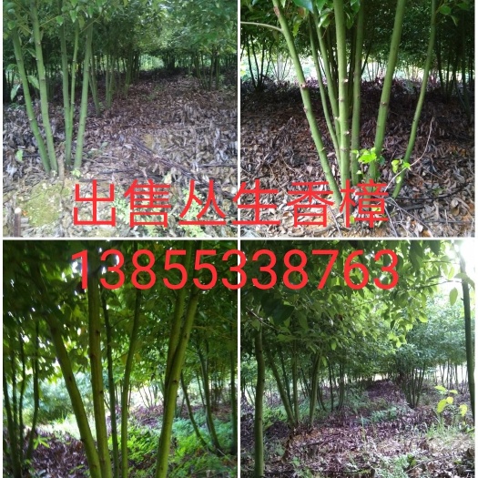 芜湖丛生香樟 各种绿化苗木，品种有各规格，若有意向客户请联系。