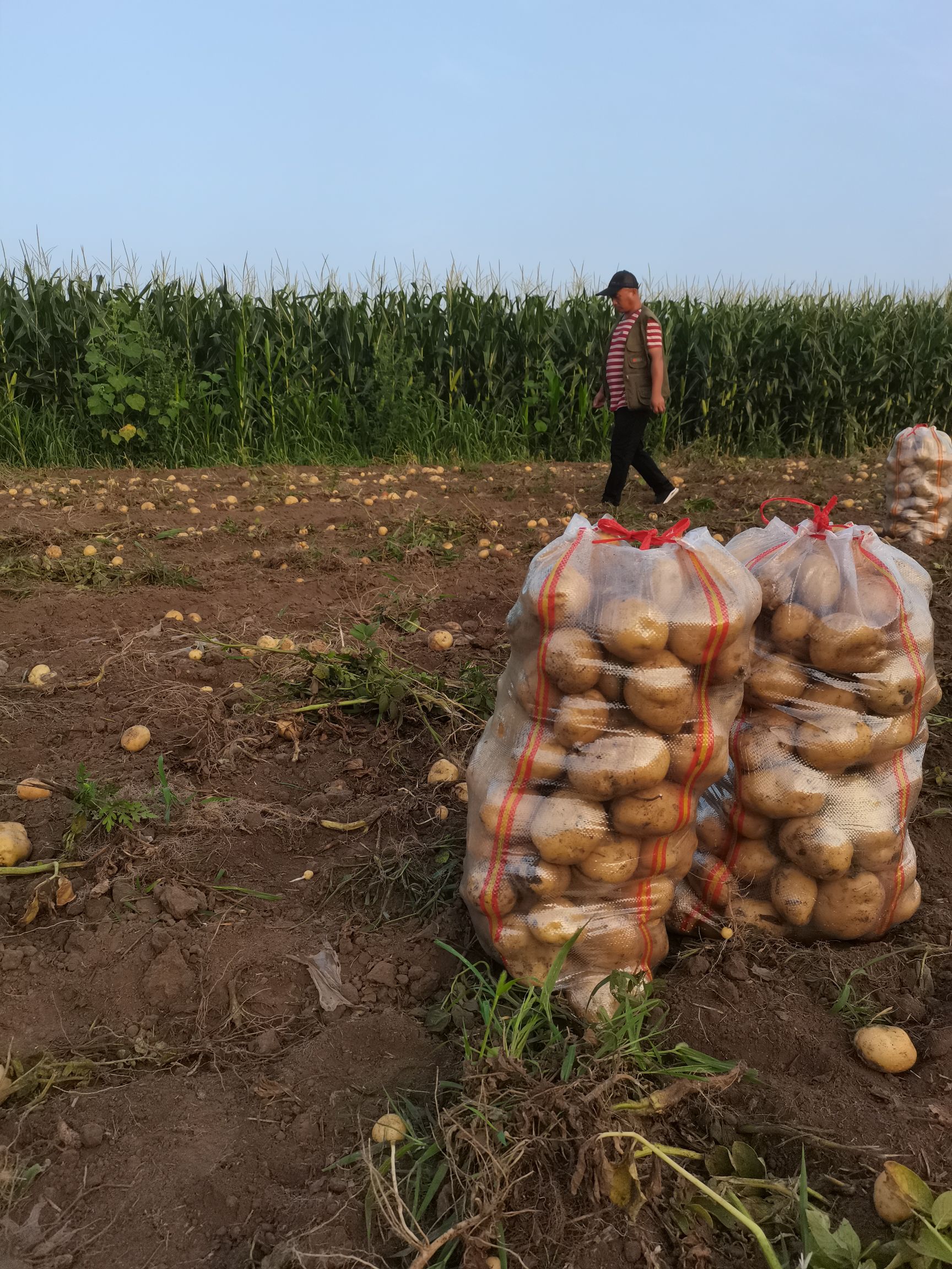  土豆，吉林土豆，黄心土豆，杠三七土豆，大面积上市
