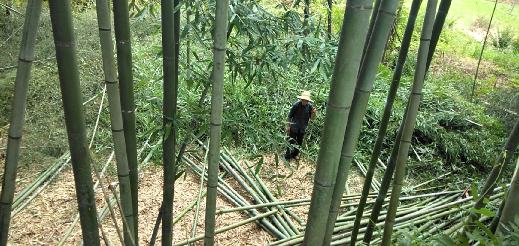 高节竹 资源丰富，交通方便，价格便宜，欢迎订购