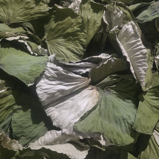 鱼台县 微山湖干荷叶