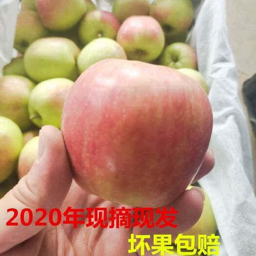 运城 山西嘎啦苹果，现摘先发，保证质量